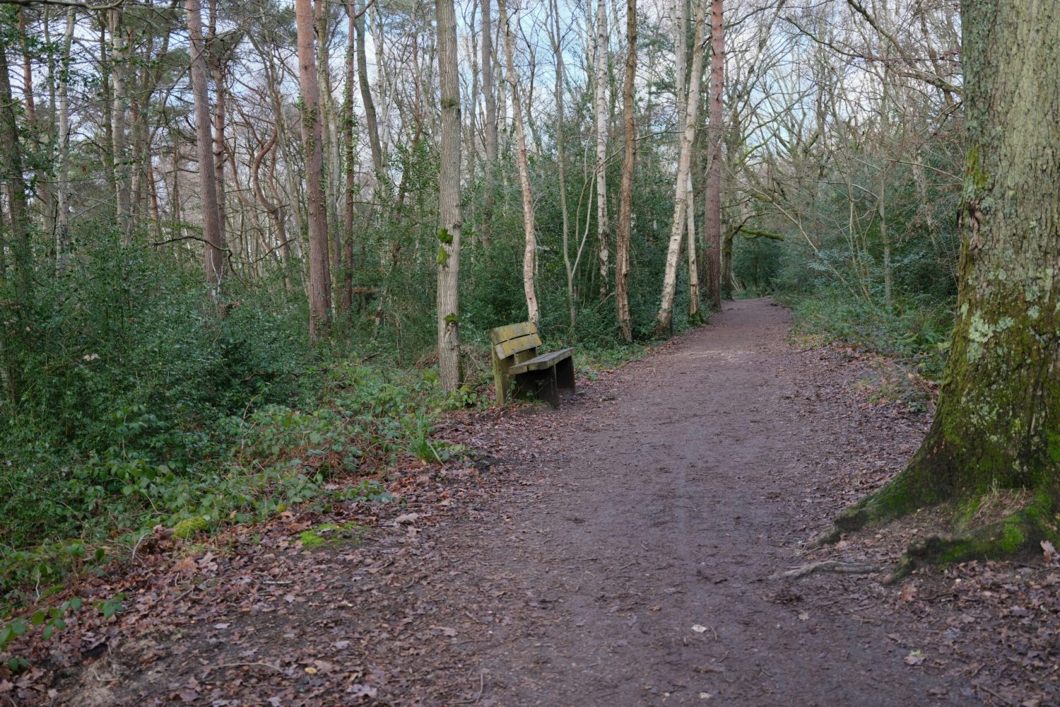 Chemin traversant une forêt avec un banc sur le côté